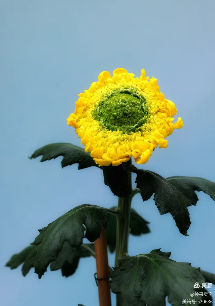 翩翩起舞的菊花仙子